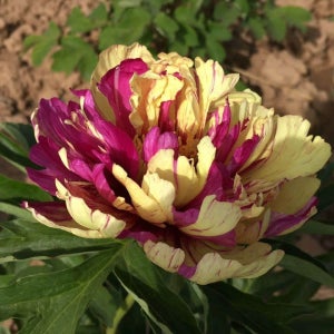 이토 작약 수입 목단 방방탕 포트묘 15cm