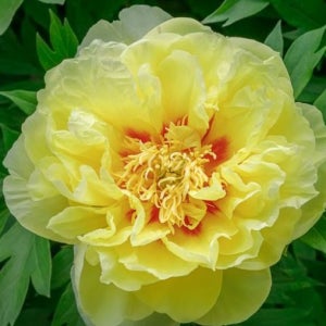 수풀가든센터 이토 작약 목단 대형개화주 화분