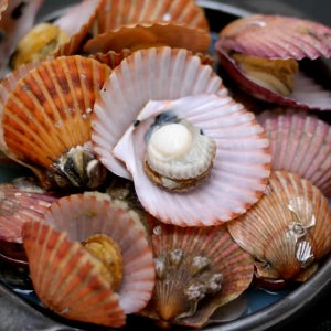 제철 통영 활 생물 홍가리비 3Kg 60미내외 가리비찜 구이