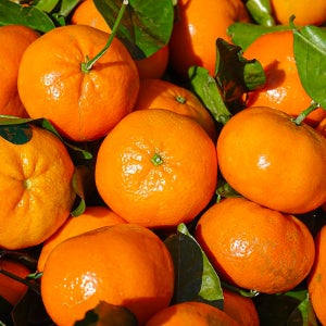 제주 노지 감귤 고당도 타이벡 귤 3kg 5kg 10kg 극조생 제주도