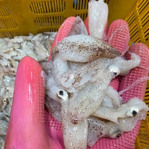 호래기 500g 꼴뚜기 횟감 제철 산지직송 당일조업