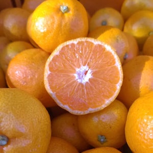 루리네농장 제주 노지 감귤 고당도 조생귤 타이벡 소과 로얄과 대과 3kg 5kg 10kg