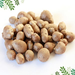 안동 마씨앗 마씨 10g