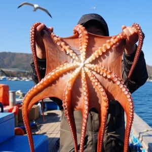 국내산 활 대왕 돌문어 1미 2kg 생물 숙회 무침 제수용 대용량