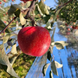 부사 사과 문경 특품 선물 세트 지애농원 3kg 5kg 10kg