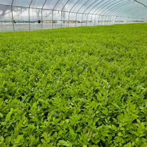 청도미나리 한재 돌 미나리 500g 1kg 산지직송