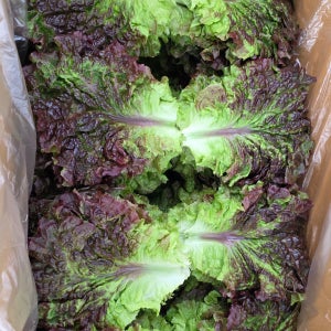 아지트팜 당일수확 청상추 적상추 꽃상추 산지직송 1kg 2kg 4kg