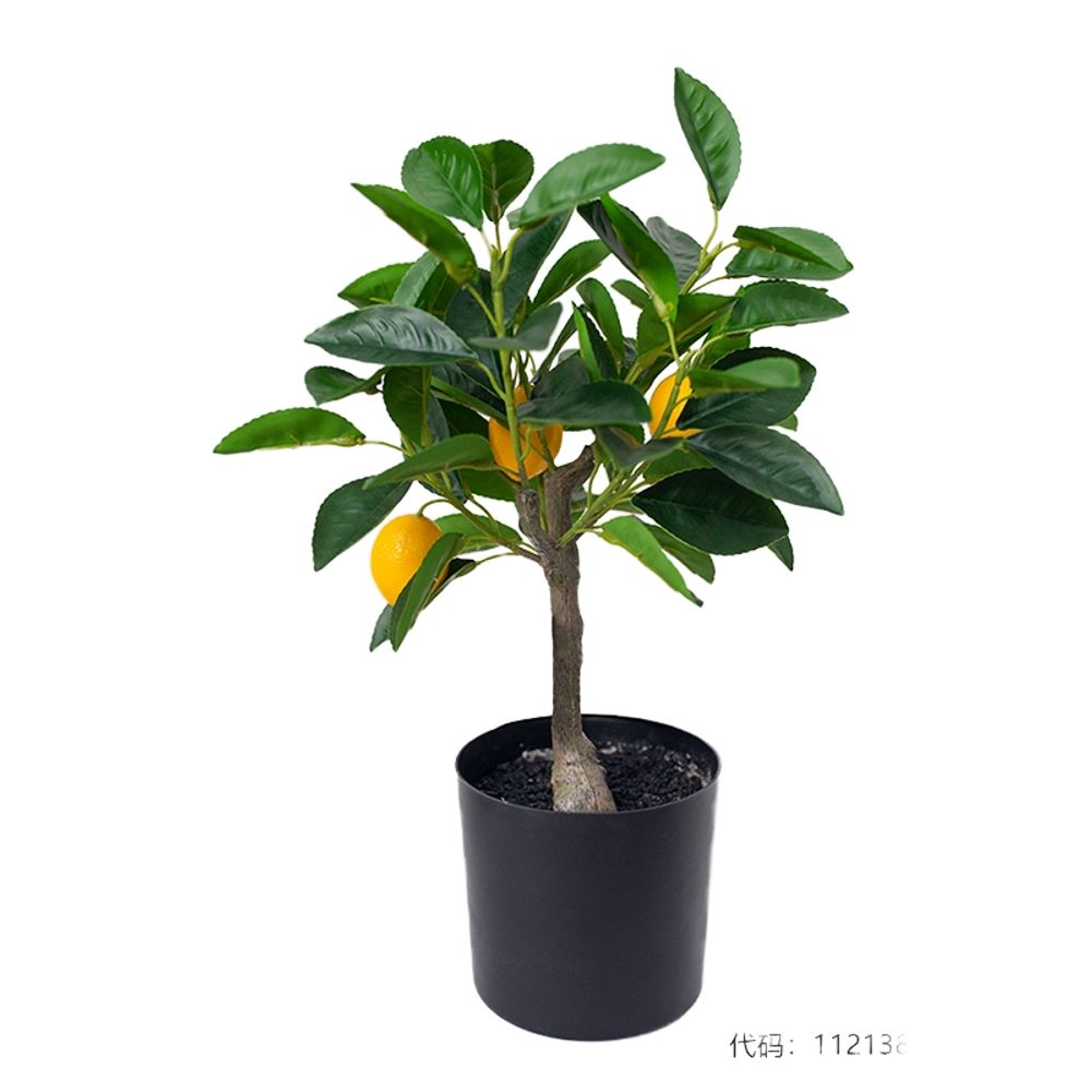유주나무 낑깡나무 금귤 대형 소품 식물 6과 조화 나무