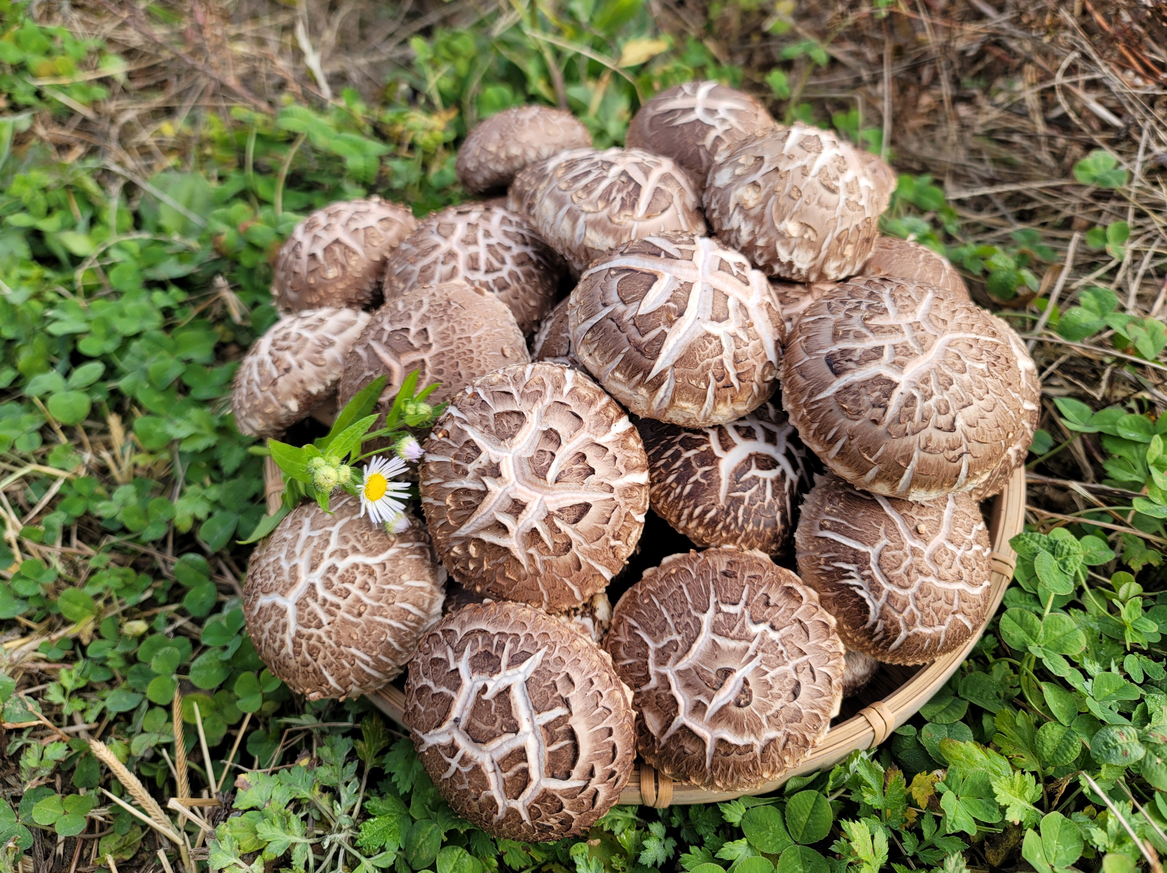 국내산 생표고버섯 못난이 2kg (10,890원) (무료)