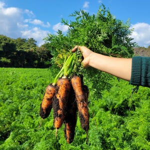 세척당근 제주구좌당근 미니 햇당근 흙 홍당무