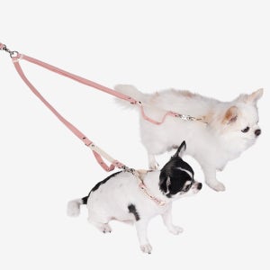 강아지 두마리 산책 밴드 트윈 리드줄