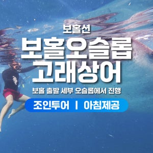 보홀 고래상어 투어 세부 오슬롭 원데이 스노쿨링