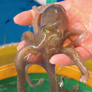 세발낙지 5마리 국내산 무안 생물 목포 낙지 산낙지 신안