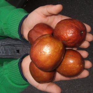 사과대추나무 태상왕 사홍 접목1년 포트묘 과수 유실수 묘목