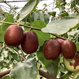 대추나무 무등 접목 1년 과수 유실수 묘목