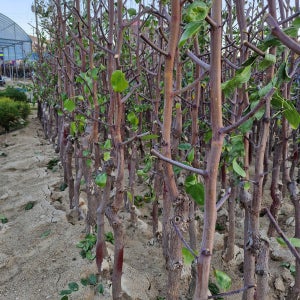 대추나무 새콤달콤 아삭한 사과대추 5년생 결실주 분묘