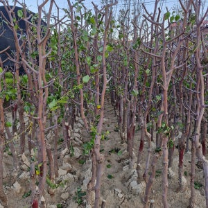 대추나무 아삭하고 달콤한 사홍사과대추 5년생 결실주 분묘