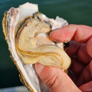 수율보장 고성 석화 입망 각굴 석화 3kg 5kg 굴구이 입망굴 생굴