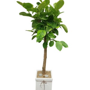 뱅갈고무나무 화분 대형 거실화분 공기정화식물 플랜테리어 모던 집들이 인테리어 개업