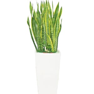 산세베리아 화분 대형 슈퍼바 공기정화식물 플랜테리어 모던 집들이 인테리어 개업