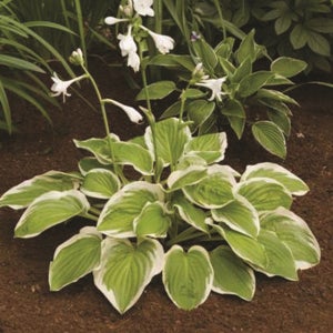 옥잠화 다이애나리멤버드 13cm 포트묘 정원식물 묘목