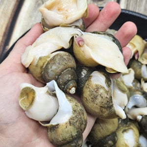산지직송 동해안 활골뱅이 1kg 백고동 백골뱅이 흑골뱅이 흑고동 급냉 자숙 골뱅이어묵탕