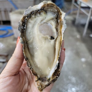 당일조업 제철 통영굴 하프쉘 1단 + 초장1팩 겨울 별미 반각굴 석화굴 생굴 삼배체