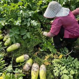 제주 흙 월동무 김장무 수박무 7kg 15kg 산지직송