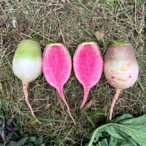 햇 수박무 3kg 5kg 과일무 청피홍심무 흙 월동무