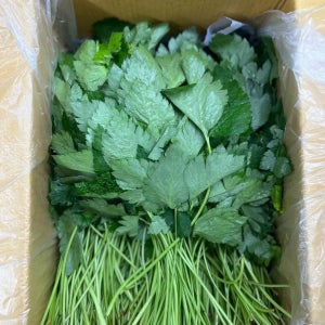 참나물 무침 국내산 산지직송 당일수확 제철 봄나물 4kg