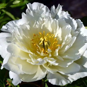 이토작약 화이트헤븐 2촉 화이트 관상수 묘목