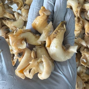 공기 차단 진공 포장으로 선도 잡은 자숙 골배이살 300g