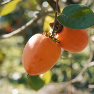 [다사농원] 지리산 청정 악양골 명품 산지직송 홍시 대봉감 3kg 5kg 10kg