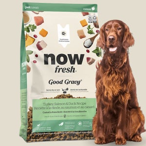 (+소분팩세트) 나우 사료 독 굿그레이비 어덜트, 9.98kg, 1개