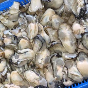 통영 제철 생굴 깐굴 알굴 세척 봉지굴 500g 1kg 당일출고