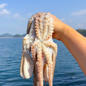 올바담 자연산 통영 활 돌문어 1kg 1.5kg 2kg 제철 문어 제수용