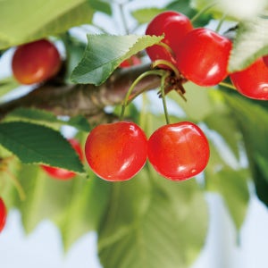 세네카 체리나무묘목 접목 1년 산벚 대목