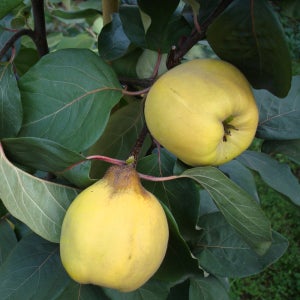 베레츠키 서양 모과나무묘목 접목 1년생