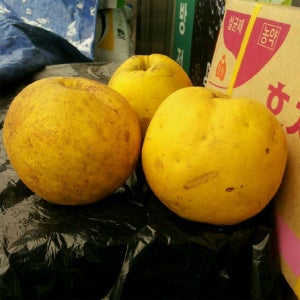 미인모과나무 묘목 접목 1년생 유실수