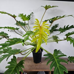 사은농 필로덴드론 셀렘 쿠카바라 바리에가타 Philodendron selloum Kookaburra 중품이상 동일상품배송