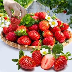 논산 설향 딸기 산지직송 350g 상 700g 특 (15-42구) 새콤 달콤 신선한 딸기