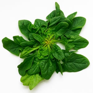 맛통령 남해 시금치 섬초 남해초 1kg 2kg 4kg