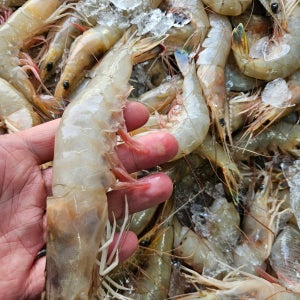 (급냉) 목포 자연산 왕 암 대하 15미 내외 1kg