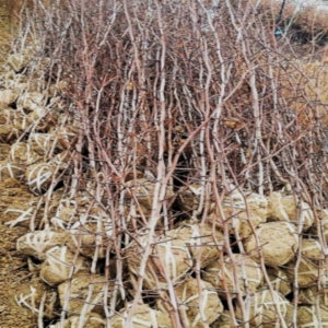 대추나무 복조대추 2년생 분묘