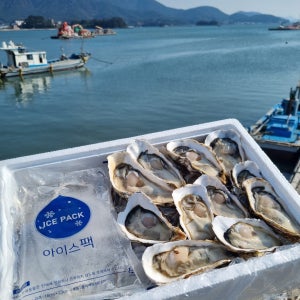 통영 프리미엄 하프셀 반각굴 제철 하프굴 산지직송