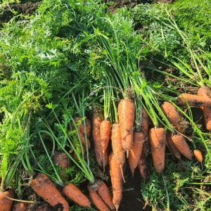 햇 제주 구좌 당근