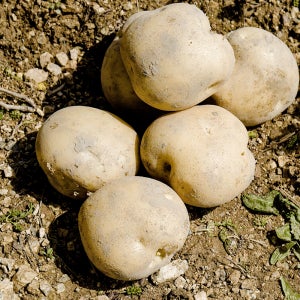 알뜰 도매가 감자 10kg