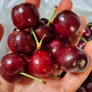 수입산 생체리 1kg 2J(특대)