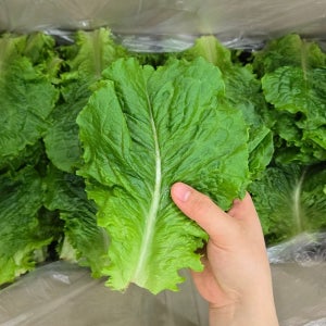 맛통령 국내산 청상추 1kg 2kg 4kg