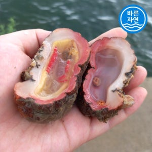 통영 자연산 돌멍게 1kg (5-8미) 당일조업 횟감용 바다향 가득 / 산지직송